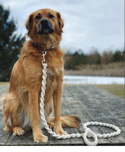 Stone Grey Organic Cotton Rope <b>Dog</b> <b>Leash</b> Pet Supplies Accessory Customized Colored Cotton Rope Handmade <b>Dog</b> <b>Leash</b> Pet <b>Leash</b> Set - Product Image 1