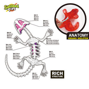 Kit de laboratoire de jouets Sunseed STEM : Éducation créative en science et ingénierie DIY avec gel végétal riche en structures et slime de dissection de lézard - Product Image 2