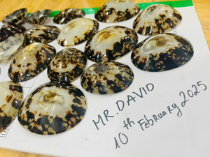 Coquilles naturelles Limpet Coquillage Coquillages d'allaitement Coquillages décoratifs écologiques Exportation du Vietnam Approvisionnement en vrac - Product Image 2