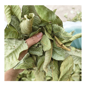 Hojas de Guayaba Secas Premium, Procesadas a partir de Material Vegetal Natural para Rellenar Bolsitas de Té, Vietnam - Product Image 1