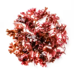 Chất lượng cao/làm rêu biển gel-cao cấp màu tím rêu biển/ms. Esther (WhatsApp: + 84 963590549)