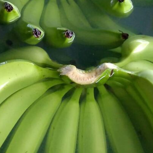 Bananes Cavendish vertes fraîches biologiques de qualité supérieure, stockage à froid, 13 kg, qualité d'exportation, provenance des Philippines - Product Image 2