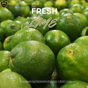 Exportador a granel de Lima fresca sin semillas y sin semillas del proveedor de cítricos de Vietnam - Product Image 3