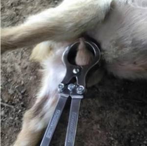 Herramienta de castración con mango negro sin sangre, alicates de castración de ovejas y cabras, abrazadera de equipo de castración de acero inoxidable - Product Image 5