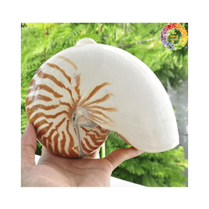 Coquilles de Nautilus en gros, achat en vrac pour les fournisseurs d'artisanat et les décorateurs d'intérieur - Product Image 3
