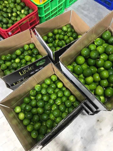 Limón Verde Fresco Sin Semillas de Vietnam, Cítrico Premium, Estándar de Exportación, Natural, Saludable, Proveedor Mayorista/ ANNA DO - Product Image 3