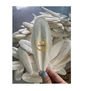 Wholesale Natural White Cuttle Fish Bone Bird Food Squid Dried Cuttlebone for Bird export from Vietnam