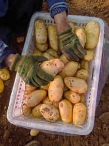 New Crop <b>Fresh</b> <b>Potatoes</b> Top Grade High Nutrition Certified White and Red <b>Potatoes</b> Wholesale Supplier - Product Image 3