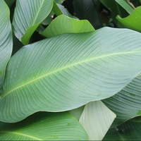 AUTHENTIQUES FEUILLES DE DONG CONGELÉES DU VIETNAM-IDÉAL POUR LA PRÉPARATION DES ALIMENTS TRADITIONNELS-EMBALLAGE DE GÂTEAU TRADITIONNEL