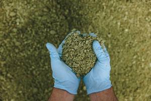 Polvo de aguacate vietnamita Premium obtenido directamente de agricultores locales - Product Image 5