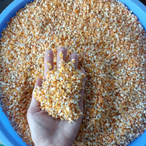 Grano de maíz roto optimizado para alimentación animal Premium de grado superior para nutrición de aves de corral y ganado para ganado y tipo de grano - Product Image 3