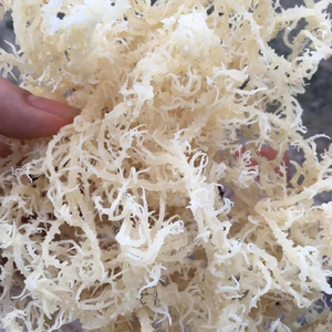 Vente en gros d'algues eucheuma cottonii séchées de haute qualité de fournisseur vietnamien - Product Image 5