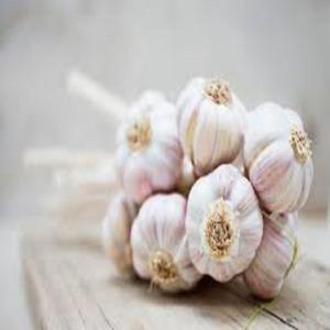 Wholesale China <b>Fresh</b> <b>Garlic</b> of Good Quality Size 4.0-7.0 cm - Product Image 4