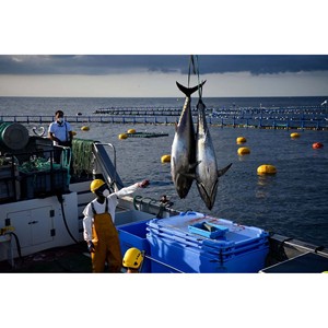 Atún congelado capturado salvaje, calidad de aguas profundas y perfecto para compradores mayoristas y minoristas - Product Image 6