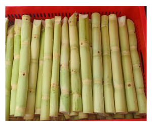 Bâtonnets de canne à sucre congelés de haute qualité fournisseurs du Vietnam canne à sucre sucrée vente en vrac à l'exportation meilleur prix offre de jus de canne à sucre congelé - Product Image 5