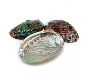 Coquilles d'ormeaux colorées idéales pour la décoration de style plage en mosaïque et la fabrication de souvenirs - Product Image 1