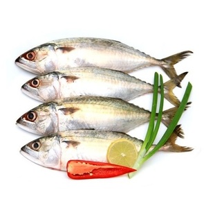 Mejor Precio de Fábrica: Pescado Congelado, Caballa Española Entera, en Venta - Product Image 3
