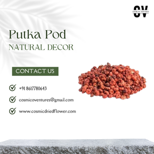 Fleur séchée Putka Pod de qualité supérieure, écologique, durable, pour décoration de bureau, mariage, remise de diplôme, Halloween, DIY - Product Image 3