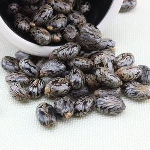 Graines de ricin à double langue de qualité supérieure pour l'extraction d'huile, export en vrac, Thaïlande, durée de conservation de 12 mois, valeur nutritionnelle saine - Product Image 3
