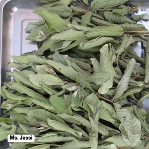 Hojas de Guayaba Secas al Aire Puro / Materia Prima para Té Herbal a Base de Plantas / Sra. Jessi - Product Image 3