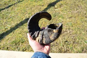 Shofar de cuerno de carnero natural auténtico para las ceremonias judías de Rosh Hashanah y Yom Kippur, Shofar de cuerno de carnero pulido hecho a mano - Product Image 5