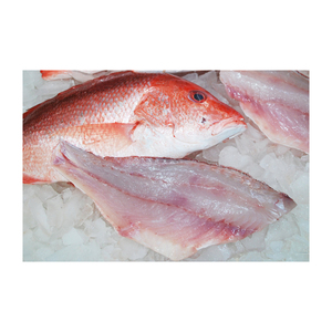 Pescado pargo rojo congelado de alta calidad, listo para venta al por mayor a distribuidores y minoristas - Product Image 3