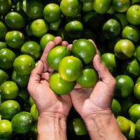 Citron frais sans pépins de haute qualité, export du Vietnam, fournisseur en gros, fruit mûr vert, juteux, au goût acidulé, durée de conservation de 12 mois