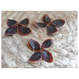 Opercules de coquillages en vrac, coquilles marines naturelles pour l'encens - Product Image 4