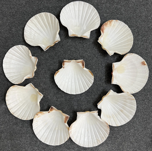 Scallop Shell utilizado para la exhibición de alimentos Buffet Configuración Evento Catering y requisitos de embalaje de regalo - Product Image 5