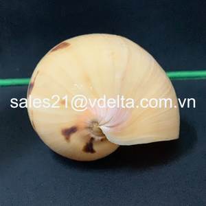 100% COQUILLAGE NATUREL DU VIETNAM/EXPORTATION EN VRAC COQUILLE DE PÊTAL/COQUILLE POUR LA DÉCORATION DE LA MAISON/Mme Lima + 84 346565938 - Product Image 4