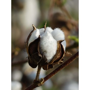 Gossypium herbaceum kapok kapok ดิบธรรมชาติสำหรับการผลิตเส้นด้ายวัสดุบรรจุในอุปทานขนาดใหญ่เส้นใย kapok ดิบสีขาวที่มีอยู่ - Product Image 1