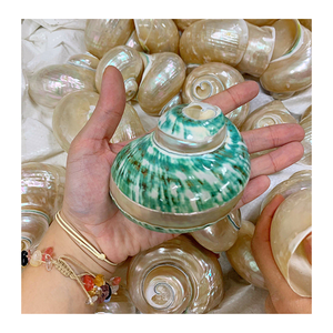 99 Gold Data Vietnam ofrece Concha blanca y concha verde para decoración interior y regalos de primera calidad - Product Image 4