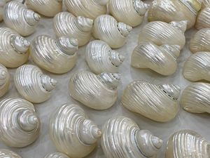 เวียดนามเทอร์โบเชลล์แฮนด์เมดวัสดุธรรมชาติสำหรับตกแต่งระดับพรีเมียมส่งออกจำนวนมาก - Product Image 2