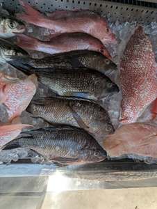 Poisson de mer rouge congelé, faible en gras, corps entier, qualité AA - Product Image 4