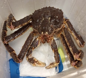 Estándar noruego salvaje capturado vivo noruego rey rojo cangrejo al por mayor fresco rojo rey cangrejo fresco congelado vivo rojo rey cangrejos - Product Image 2