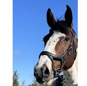 Bride de cheval en cuir véritable FABRICANT Bonne qualité Bride de cheval en cuir véritable de haute qualité FABRICANT - Product Image 1