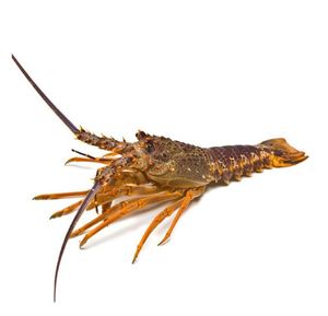 Langostas Frescas Silvestres Congeladas de Nueva Zelanda, Mariscos de Primera Calidad, Exportación a Granel, Alta Calidad - Product Image 2