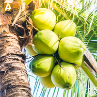 Pulpe de noix de coco pure et naturelle, fraîche et rafraîchissante, issue de jeunes noix de coco entières de Thaïlande, qualité A, 1,2 kg, hydratation garantie !