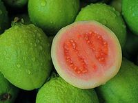 Pembelian Grosir Buah Jambu Biji Bulat 24kg Merek H2B Kualitas Tinggi Segar dari Thailand