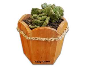 Mini pot en bois pour fleurs de cactus succulentes, plantes artificielles, pour décoration de la maison, vases de jardin, design personnalisé, 10 pièces - Product Image 2