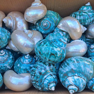 เปลือกหอยหอยทากทะเลธรรมชาติขนาดใหญ่เปลือกหอยหอยเชลล์สีขาวสำหรับตกแต่งพร้อมส่งออกจากเวียดนาม - Product Image 2