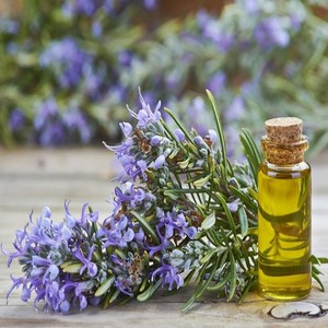 Top Quality <b>Rosemary</b> <b>Oil</b> Supplier From India - Product Image 5