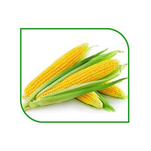 Maïs jaune glutineux séché non OGM en vrac à vendre - Product Image 4