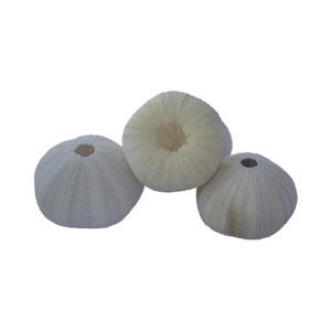 Erizo de mar Natural y joyería de estrella de mar arte de concha tallada de Indonesia SEASHELL JEWELRY - Product Image 4