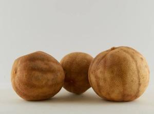 Produit de fruits secs jaunes à saveur acide, citron vert de Rangpur, conservé au sel et emballé en vrac, qualité 1, 4 cm-7 cm - Product Image 3