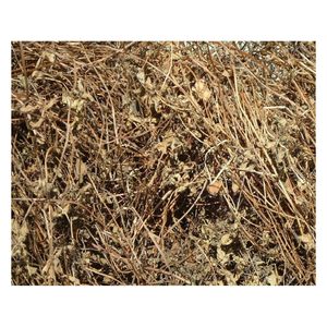 Ingrédient de gelée d'herbe du Vietnam Mesona Chinensis séché avec feuille d'herbe noire utilisé dans les recettes traditionnelles de refroidissement à base de plantes - Product Image 3