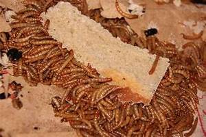 SUPLEMENTO INMUNE EN POLVO A BASE DE PLANTAS NATURAL TERMINALIA CATAPPA CON ETIQUETA LIMPIA - Product Image 3