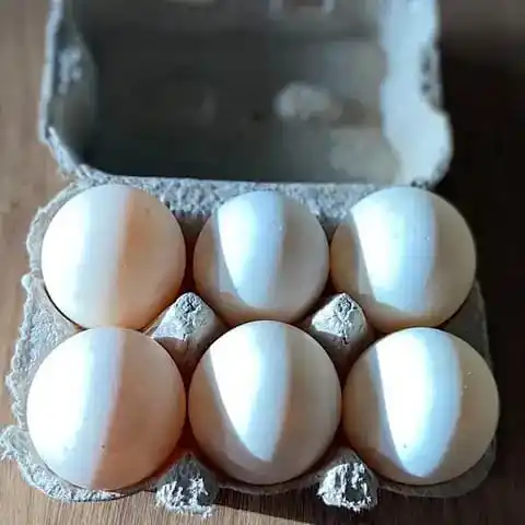 Broiler yumurta kuluçkalamak Ross 308 ve Cobb 500 ve tavuk yumurta taze