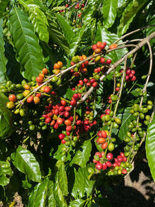 โรบัสต้า S18เมล็ดกาแฟจากเวียดนามบรรจุในถุงปอกระเจา - Product Image 4