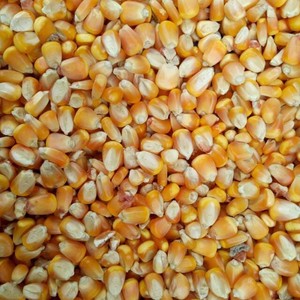 เมล็ดข้าวโพดขาวออร์แกนิกข้าวโพดสีเหลืองเกรดคุณภาพสำหรับคนและสัตว์ฟีดข้าวโพดหวานปราศจากจีเอ็มโอ - Product Image 6